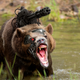Image for article titled Tech Leaders Justify Project To Create Army Of AI-Controlled Bulletproof Grizzly Bears As Inevitable Part Of Progress